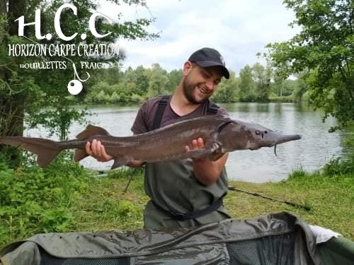 ALEXIS AMMANN - CLIENT HCC