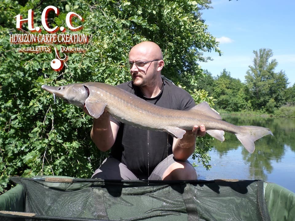 CEDRIC HAVY - CONSULTANT HCC