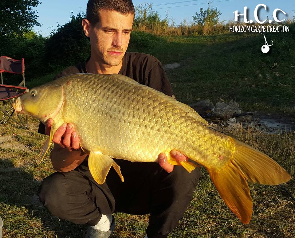 MAXIME POSE - CONSULTANT HCC
