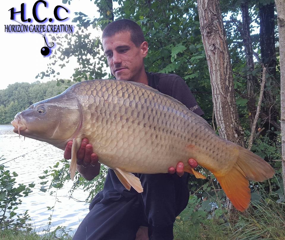 MAXIME POSE - CONSULTANT HCC