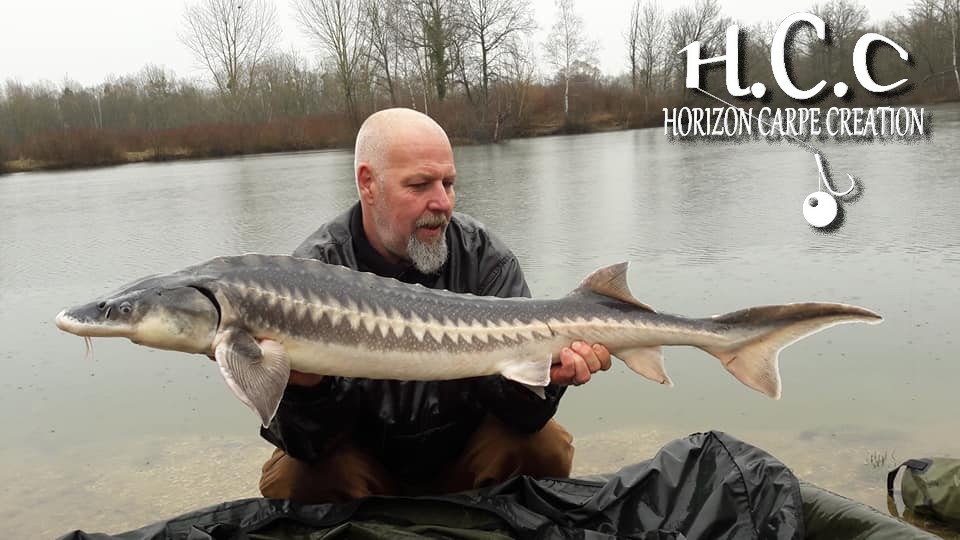 PHILIPPE MONTEGU - HCC