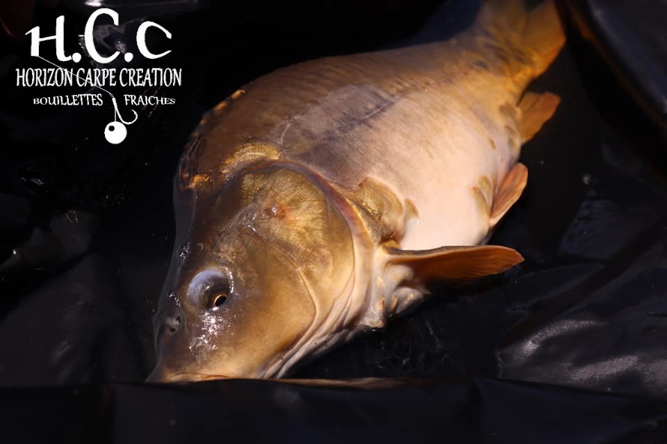THIBAUT WOJCIECHOWSKI - CONSULTANT HCC