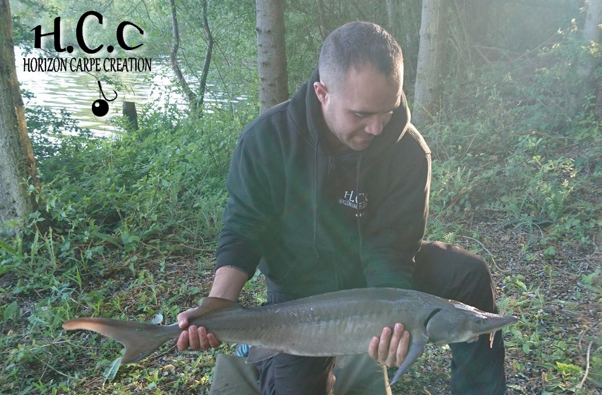 WILLIAM DESSE - CONSULTANT HCC