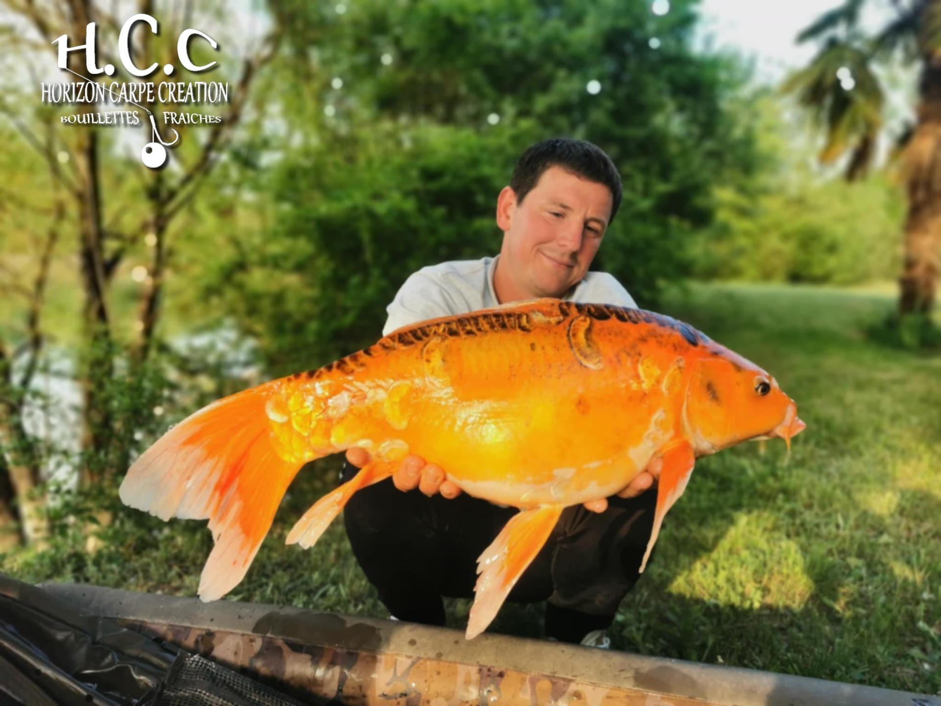 CYRIL NACQUEMOUCHE - CONSULTANT HCC