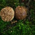 Bouillettes Ecrevisse Miel
