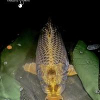 LUK DHOTEVANPOUCKE - CONSULTANT HCC