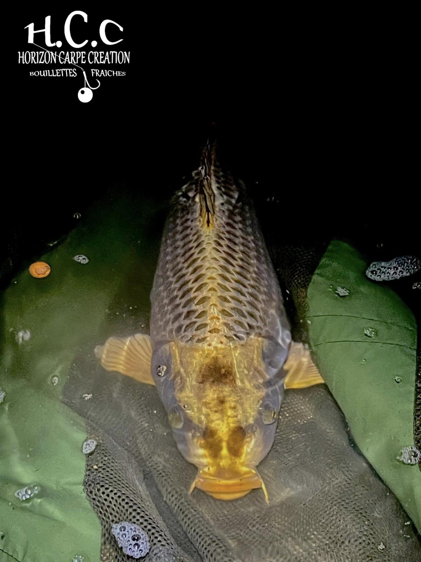 LUK DHOTEVANPOUCKE - CONSULTANT HCC