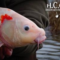 MICKAEL LAURENT - TESTEUR HCC