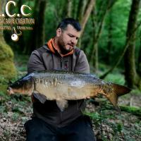 MICKAEL LAURENT - TESTEUR HCC