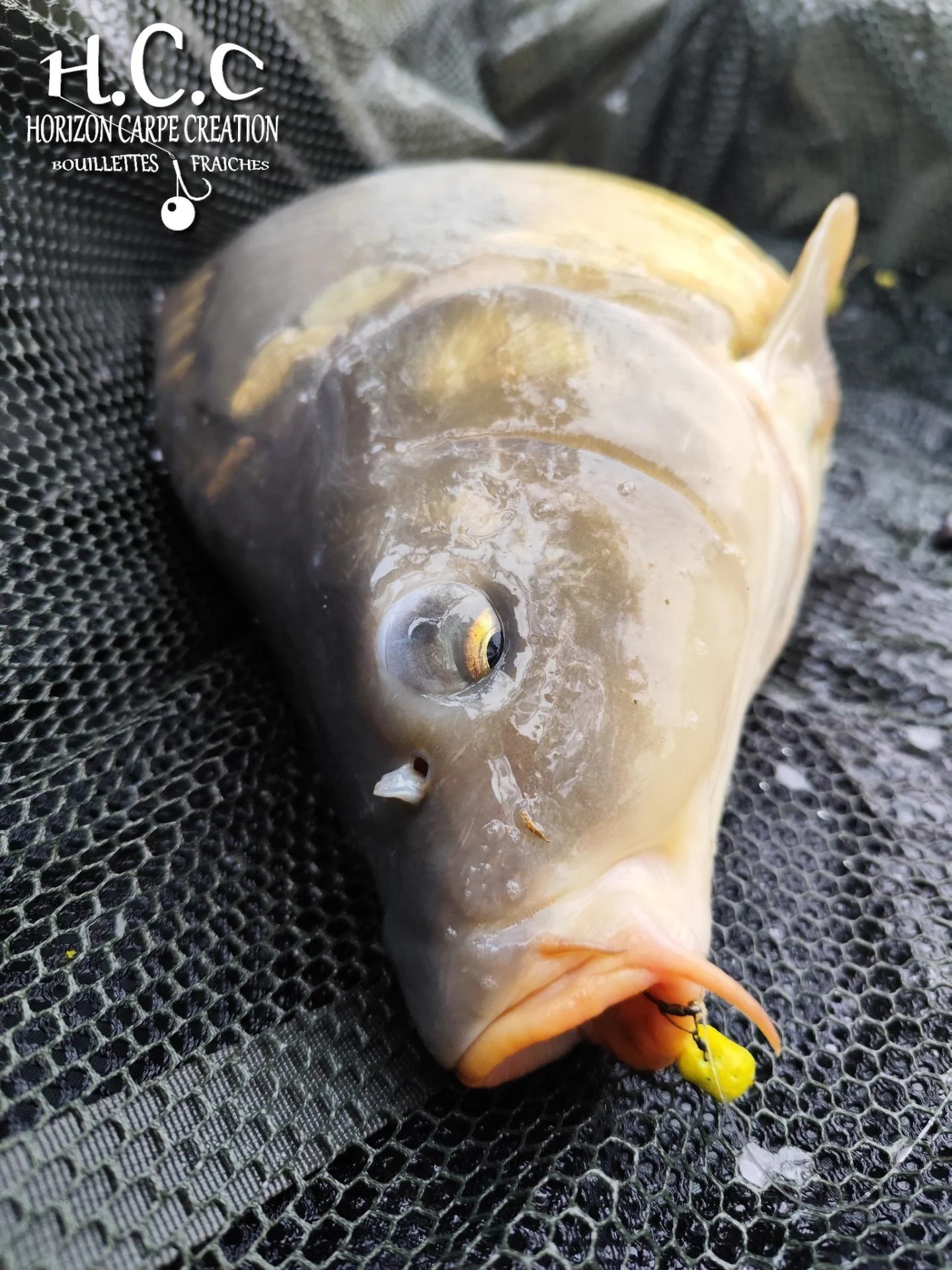 QUENTIN ZAMBELLI - TESTEUR HCC