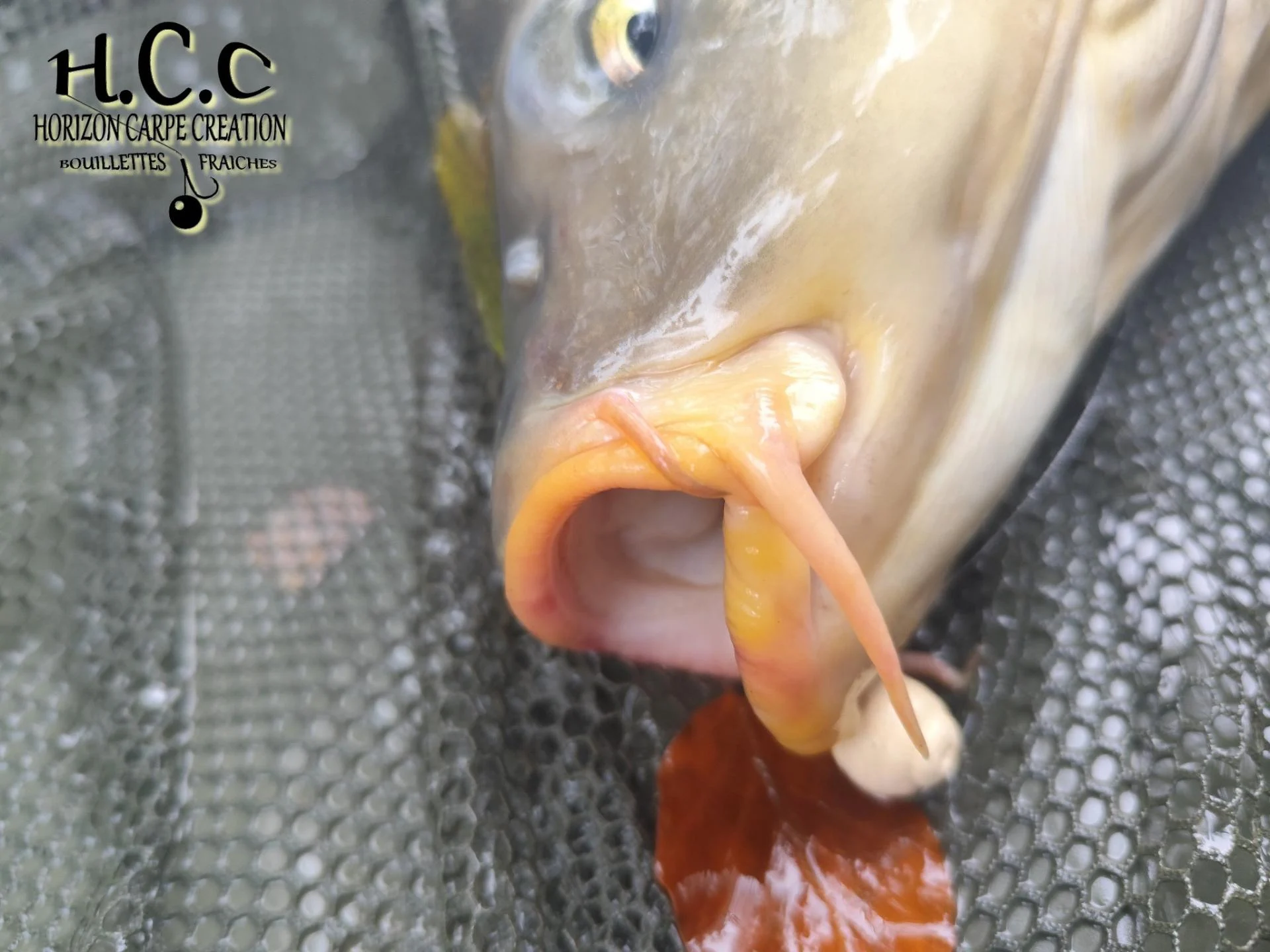 QUENTIN ZAMBELLI - TESTEUR HCC