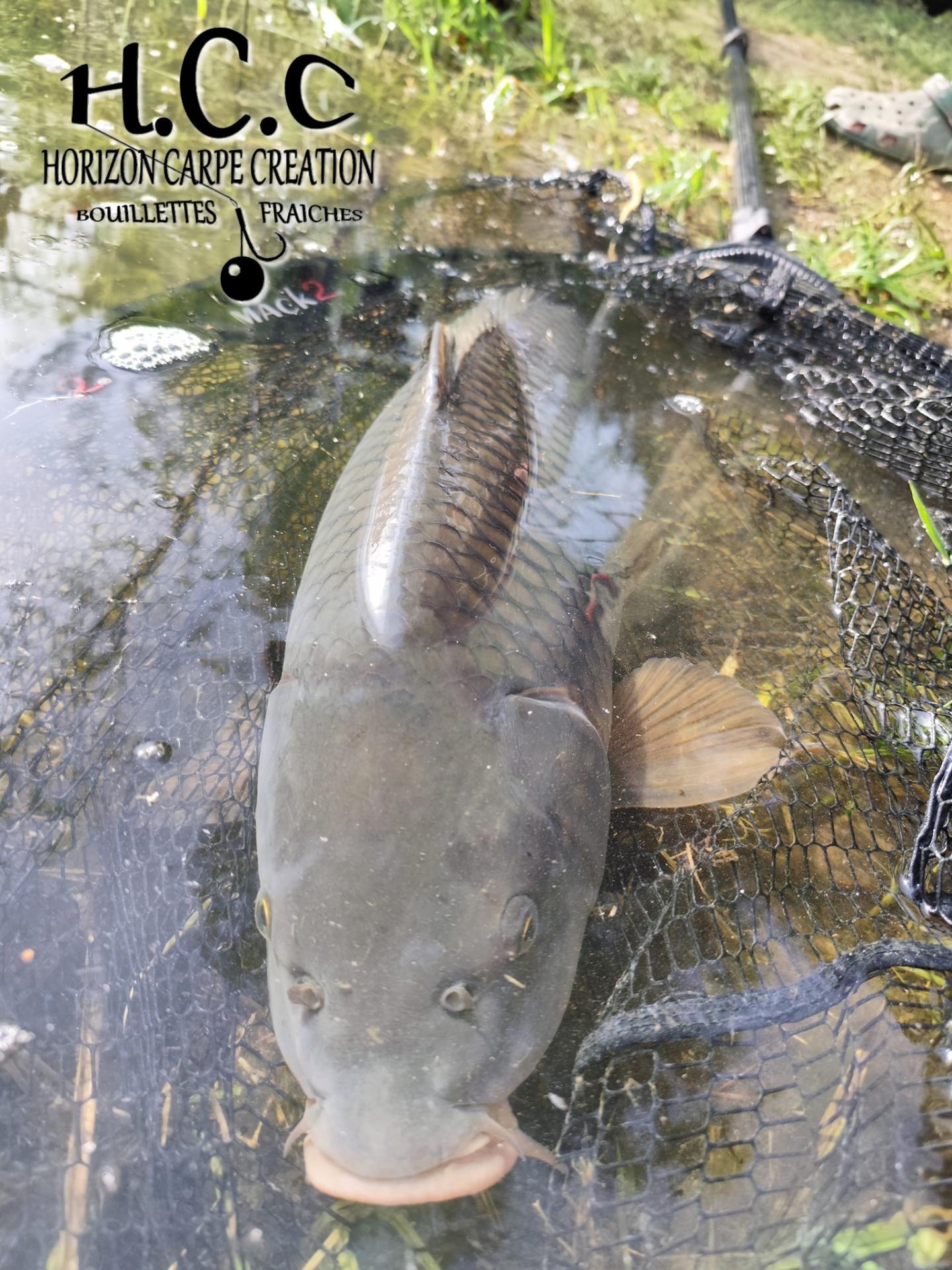 QUENTIN ZAMBELLI - TESTEUR HCC