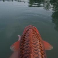 QUENTIN ZAMBELLI - CONSULTANT HCC