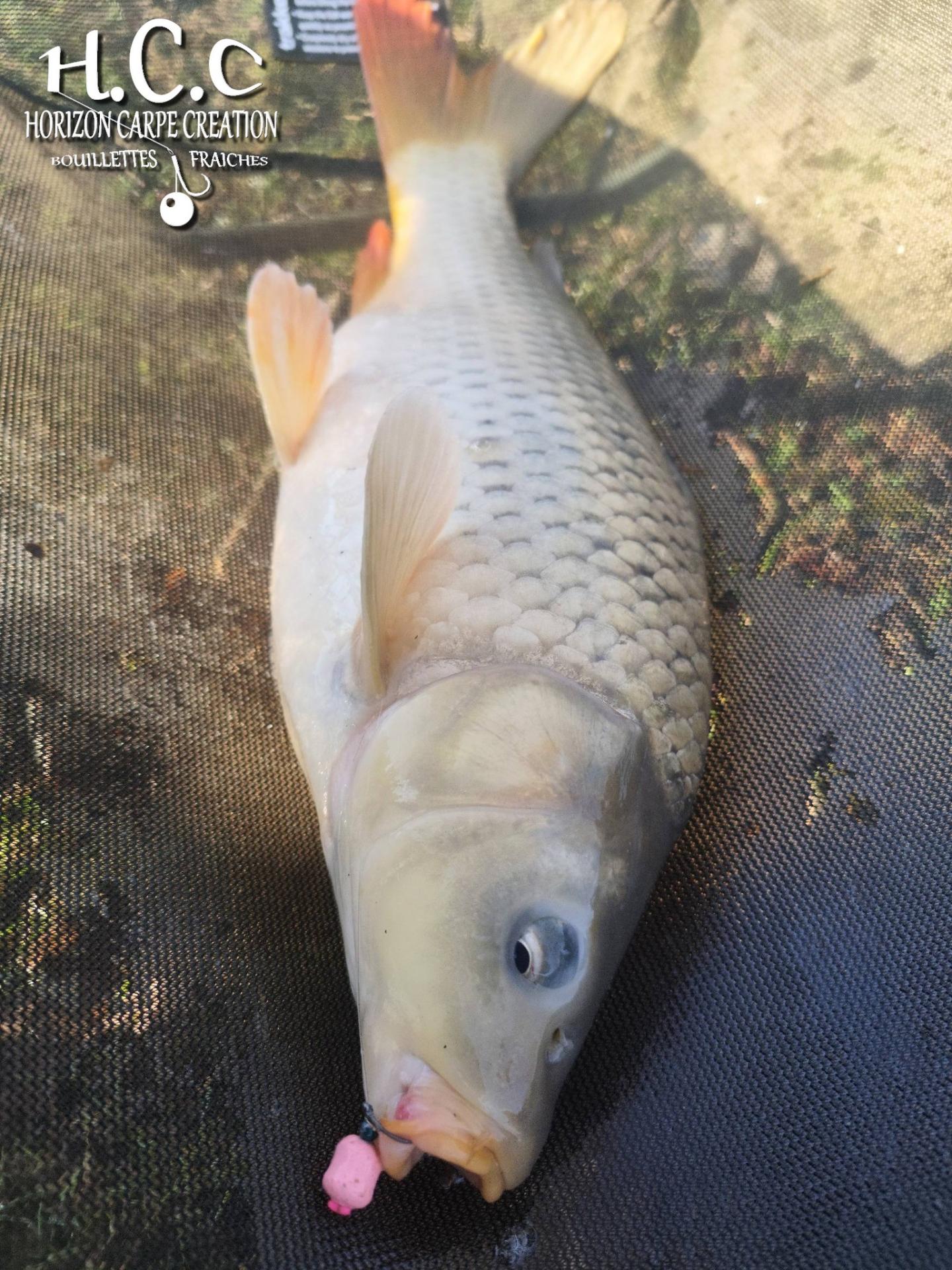 QUENTIN ZAMBELLI - TESTEUR HCC