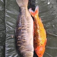 QUENTIN ZAMBELI - TESTEUR HCC