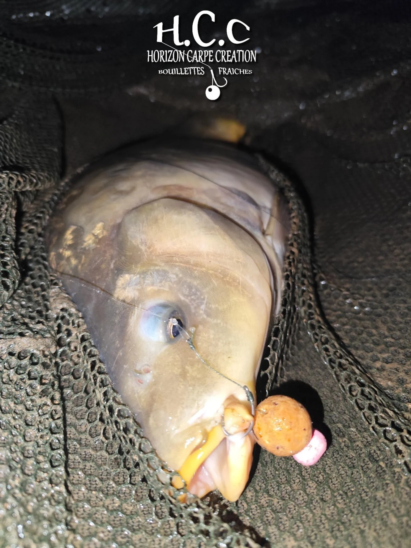 QUENTIN ZAMBELLI - TESTEUR HCC